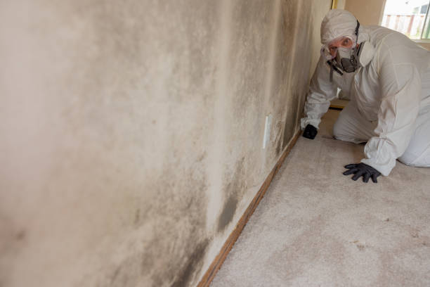 Best Emergency Mold Remediation  in Gloster, MS